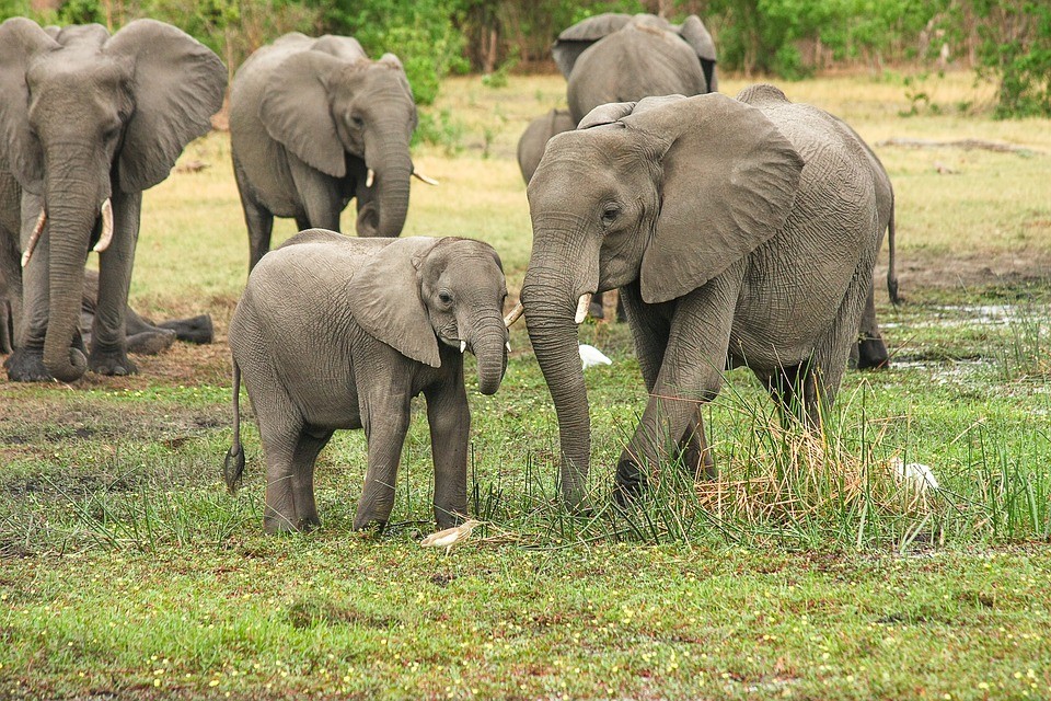 Tourist Centers in South Africa - Elephants