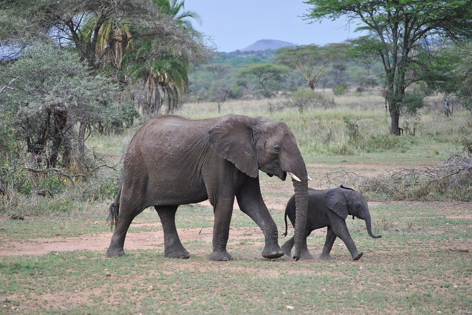 Top tourist destinations in Tanzania - elephants