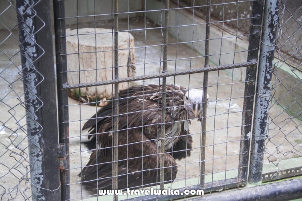 ostrich ibadan zoo