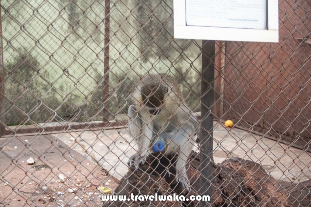 monkey ibadan zoo
