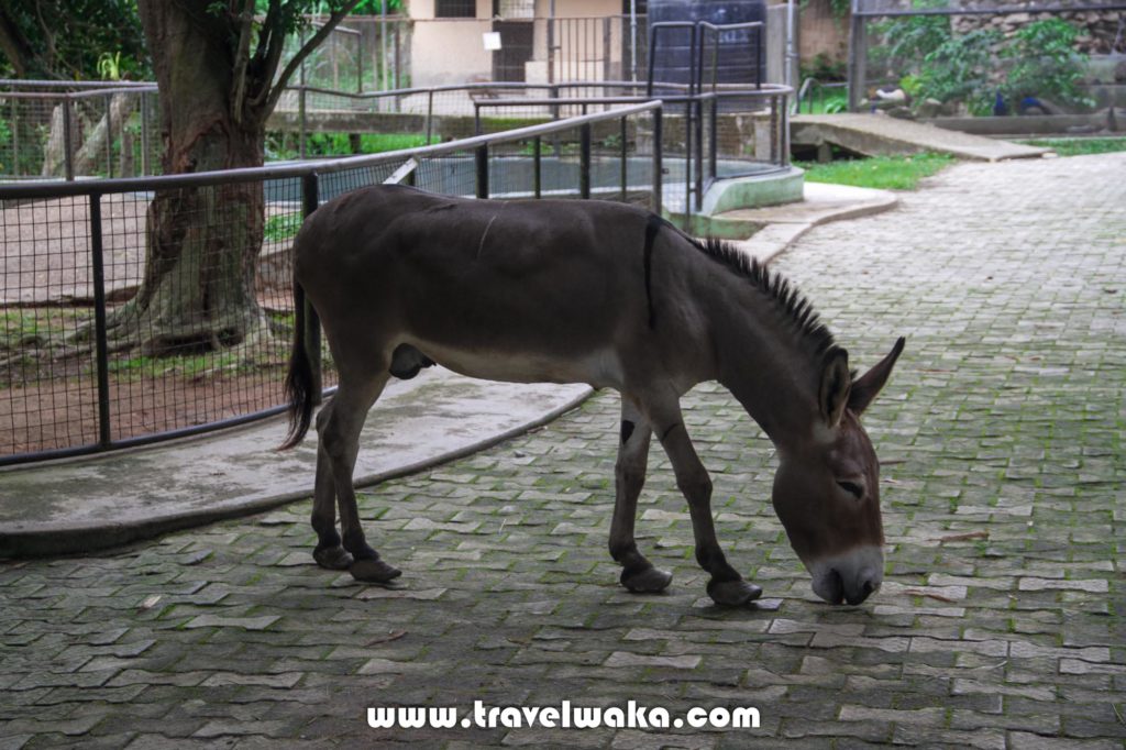 donkey ibadan zoo