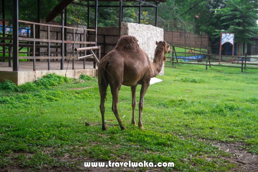 camel ibadan zoo