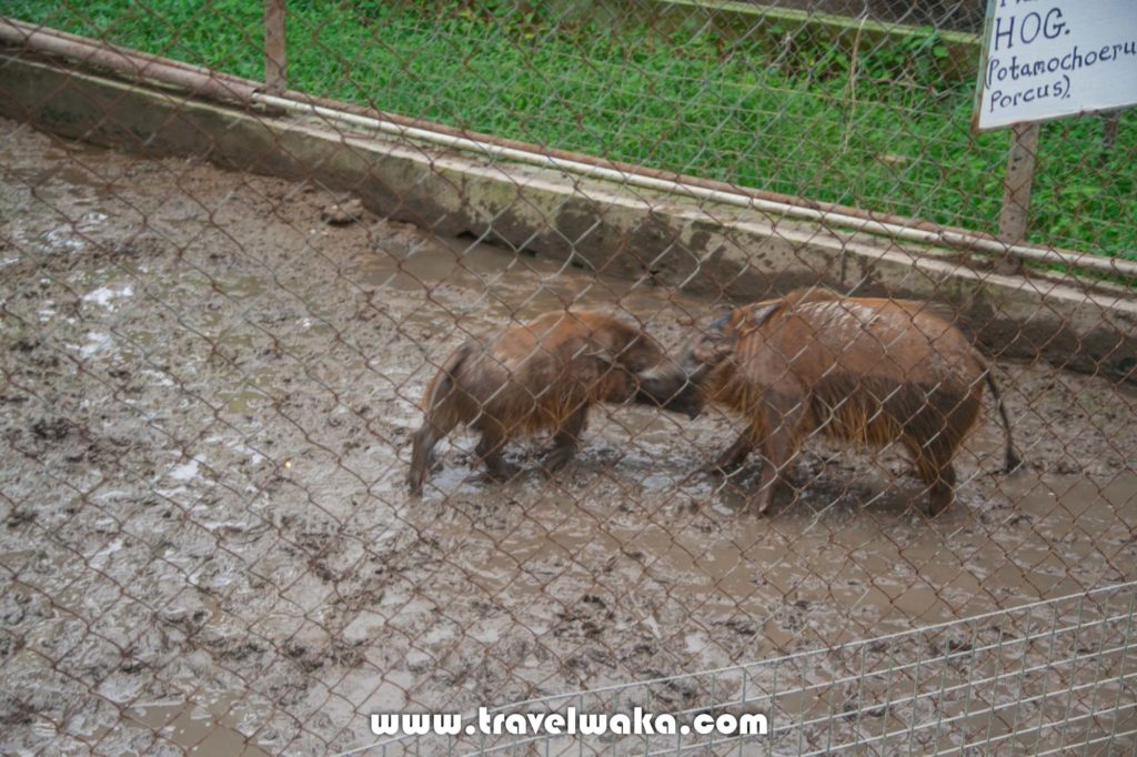 hog ibadan zoo