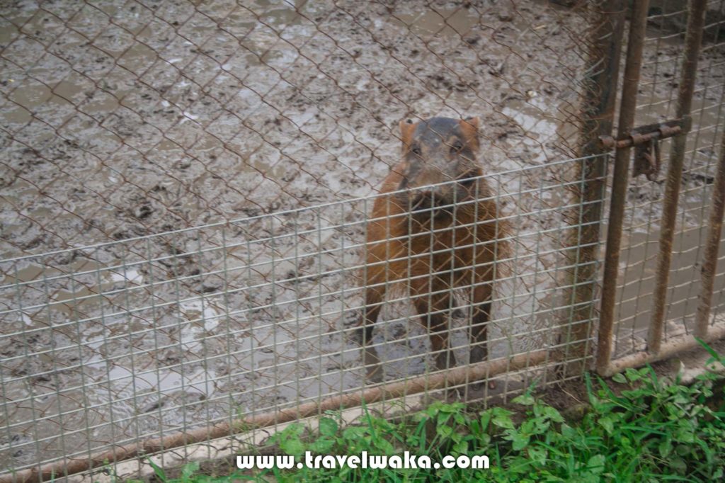 hog ibadan zoo