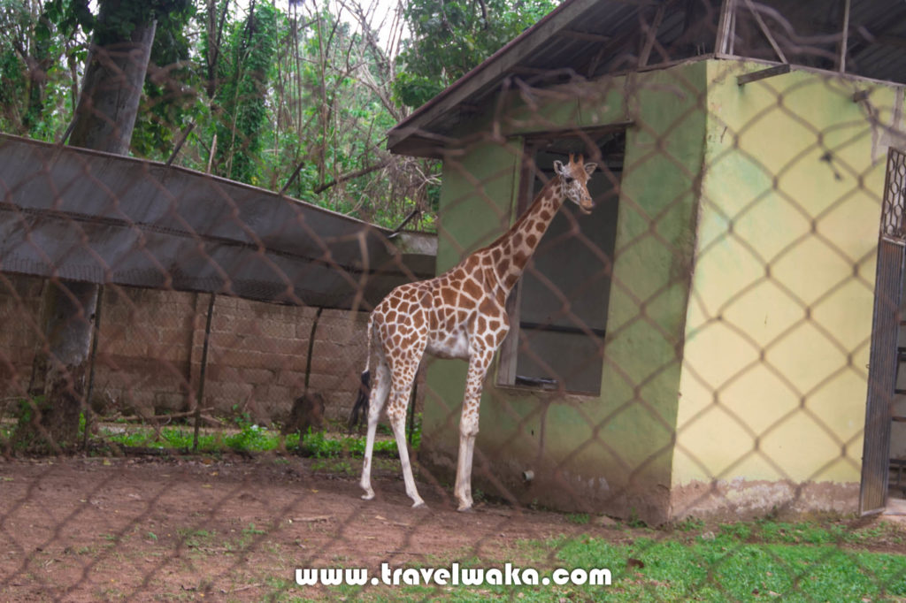 giraffe ibadan zoo