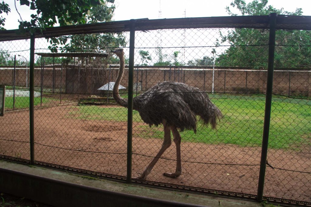 ostrich ibadan zoo
