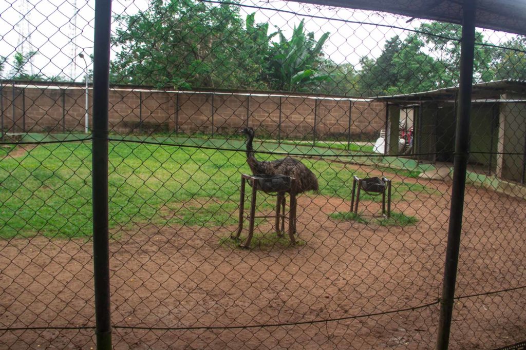 ostrich ibadan zoo