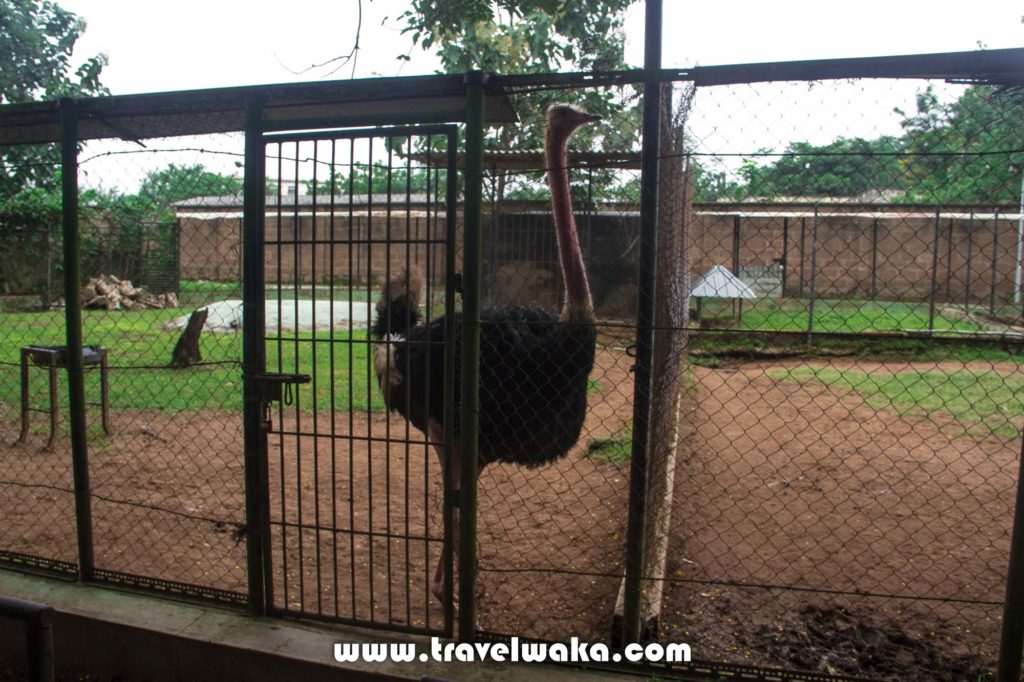 ostrich ibadan zoo