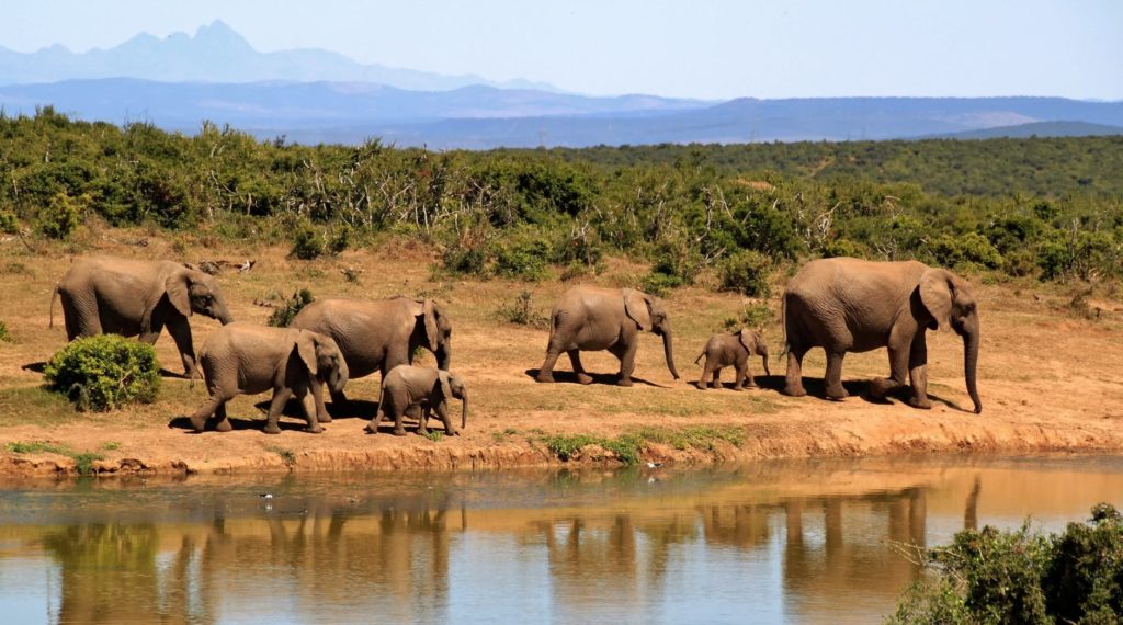 elephant adventurous things
