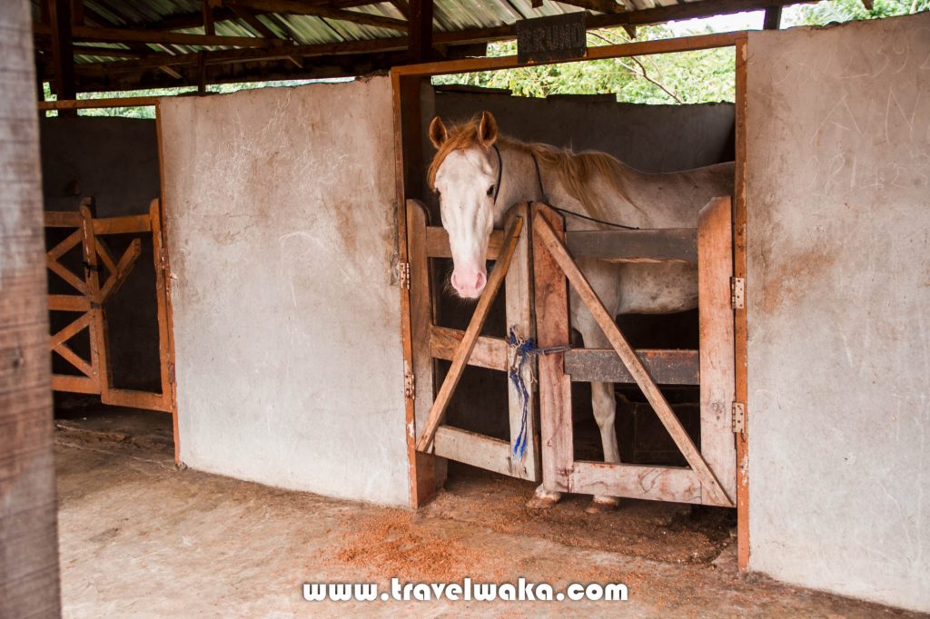 horse ranch inagbe