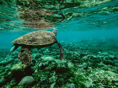 great marine reef park beautiful Tourist Attractions In Australia