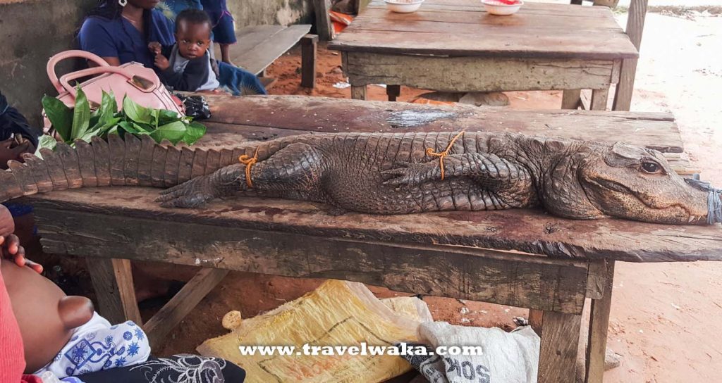 crocodile at epe fish market