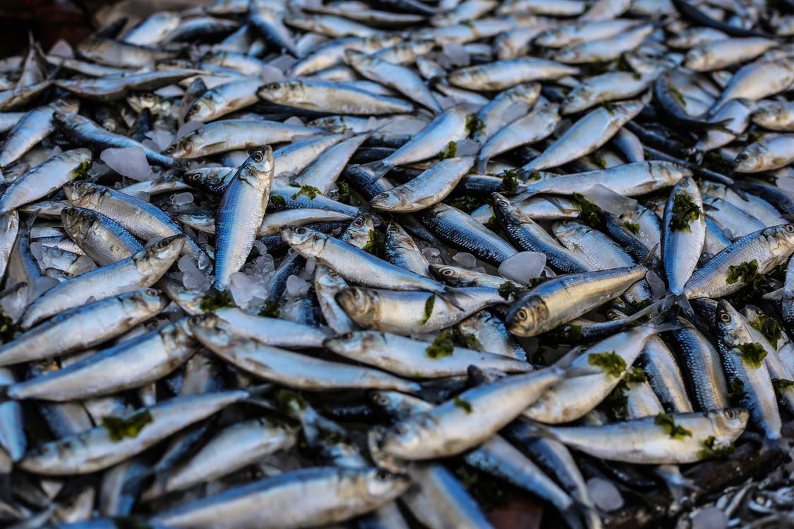fish