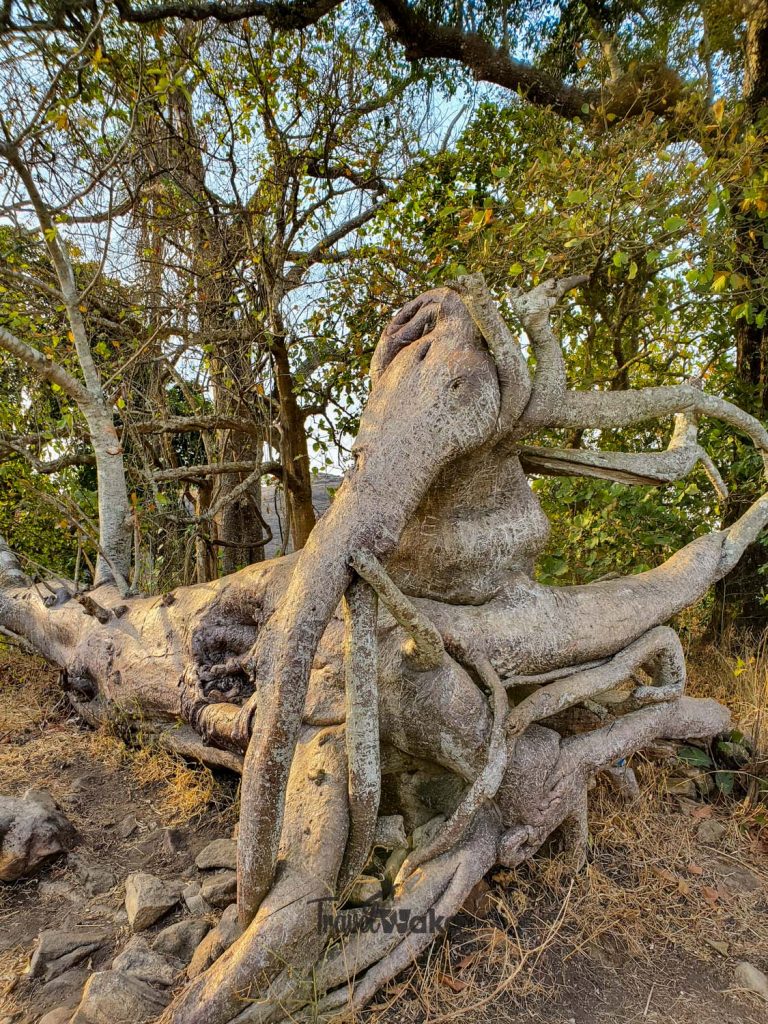 Elephant tree Ado Awaye