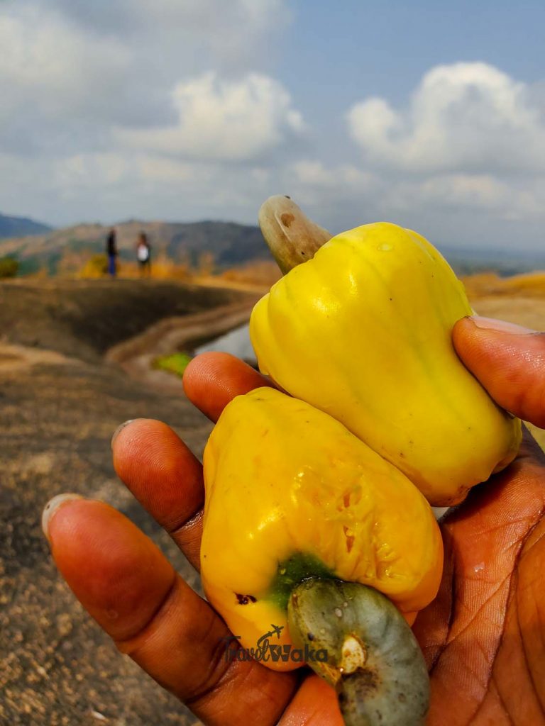 cashew at Idere