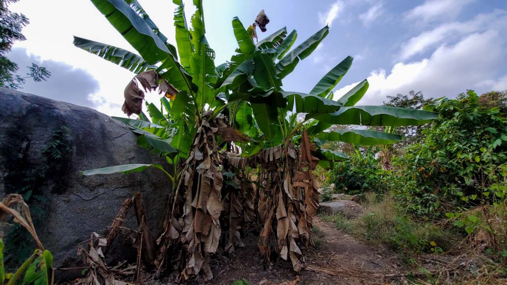 plantain plantation Oyo