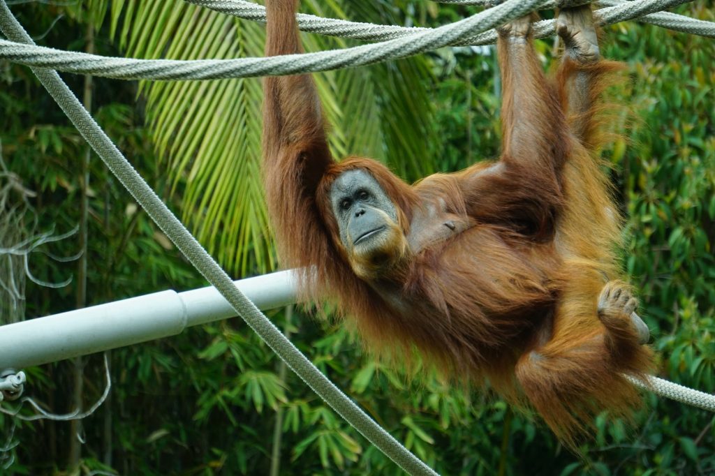 zoos in nigeria