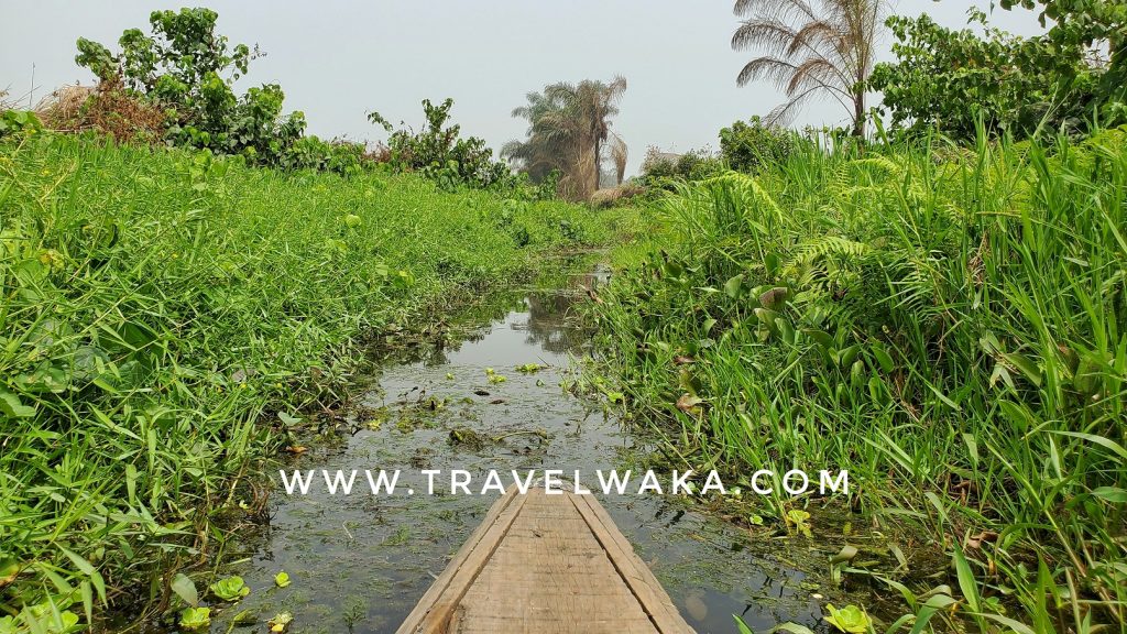 epe mangroves
