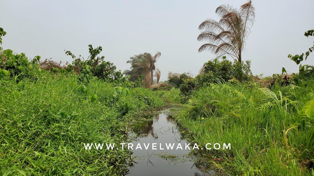 epe lagos mangrove