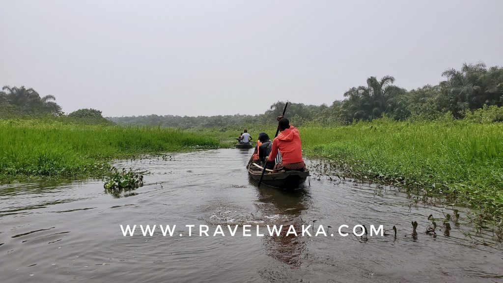 epe mangrove