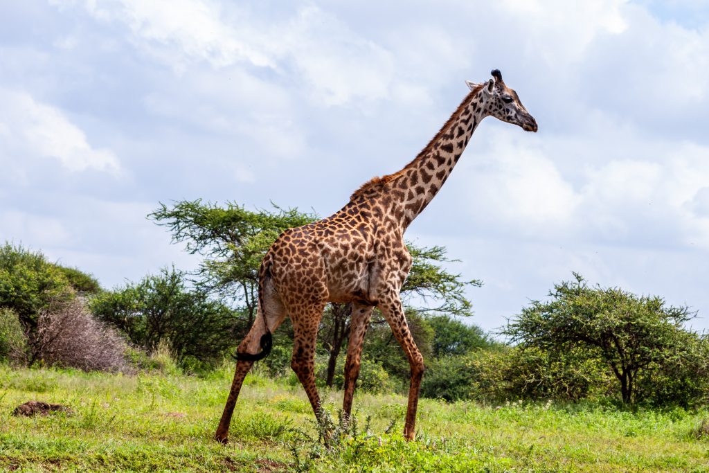 kenya visa