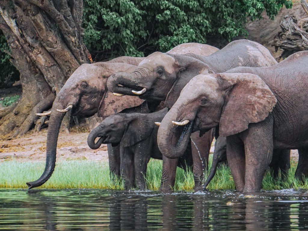 botswana