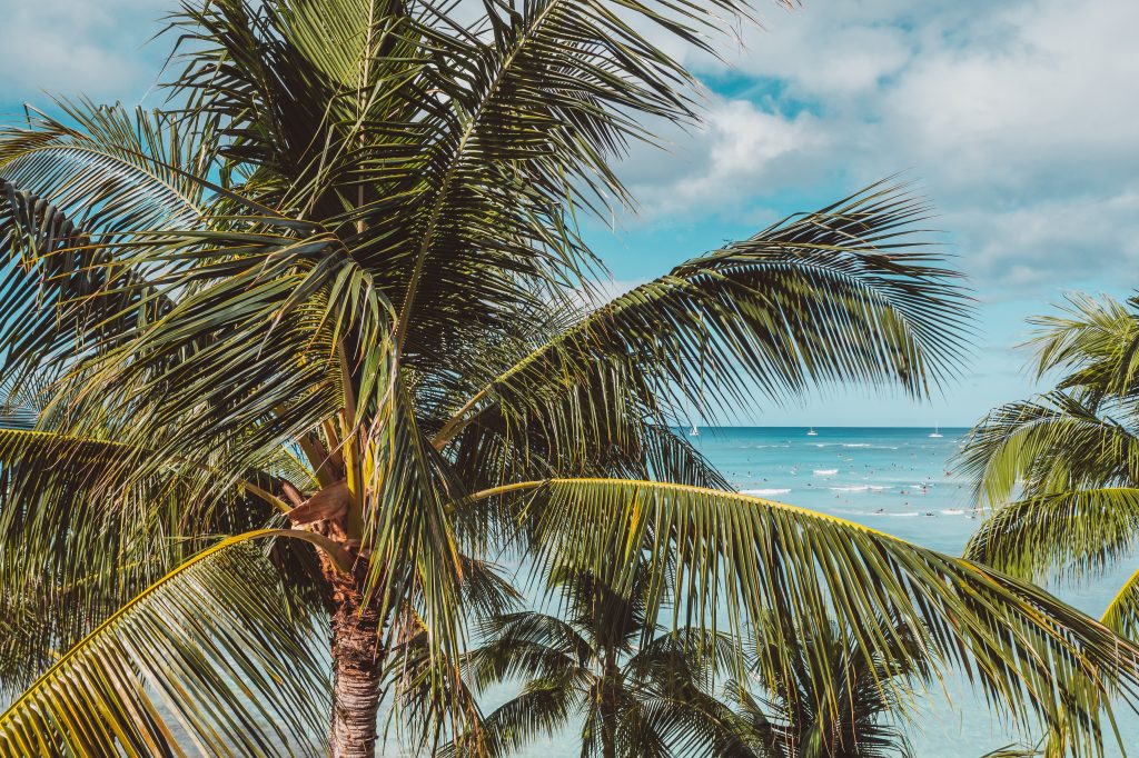 coconut village