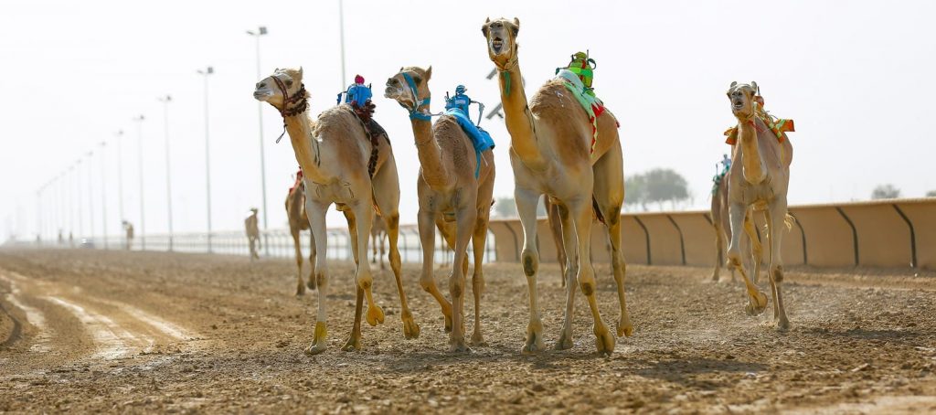 Dubai Camel Racing Club