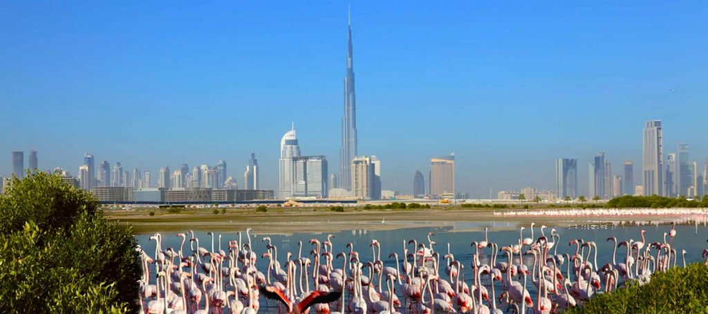 Ras Al Khor Wildlife Sanctuary places to visit in Dubai for free